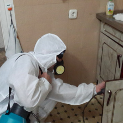 Дезинфекция от муравьев в квартире в Благовещенске